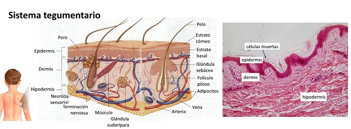 Anatomía del sistema tegumentario