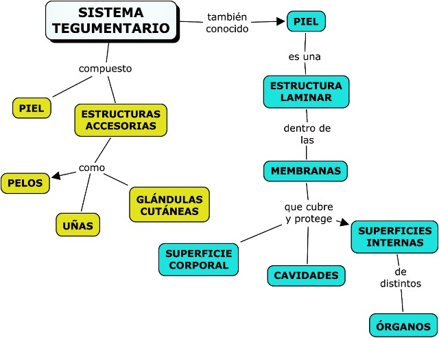 Estructura del sistema tegumentario