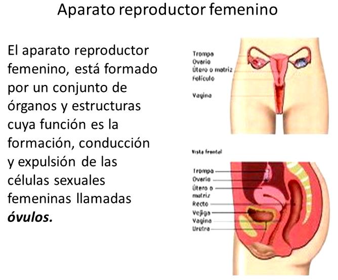 Funciones del aparato reproductor femenino