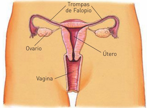 Imágenes del aparato reproductor femenino