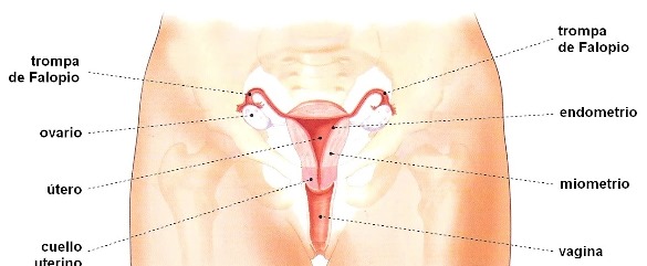 Órganos del aparato reproductor femenino