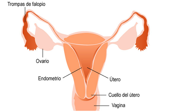Partes del aparato reproductor femenino