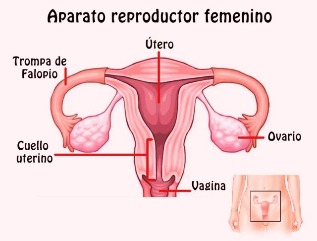 ¿Qué es el aparato reproductor femenino?