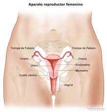 ¿Qué es el aparato reproductor femenino?